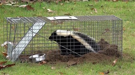 Skunk trapping