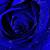 sky blue rose wallpapers