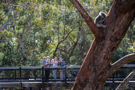 skywalk koala sanctuary