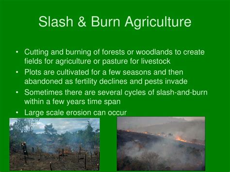 slash and burn agriculture fao
