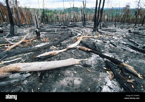 slash and burn amazon rainforest