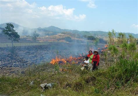 slash and burn farming mayans