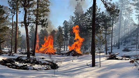 slash burning forestry