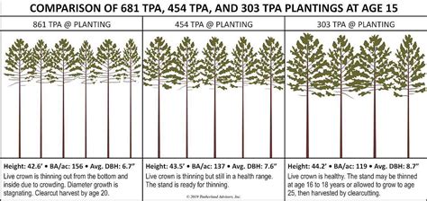 slash pine growth rate