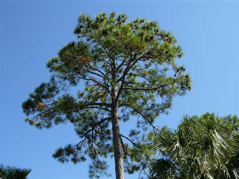 slash pine identification