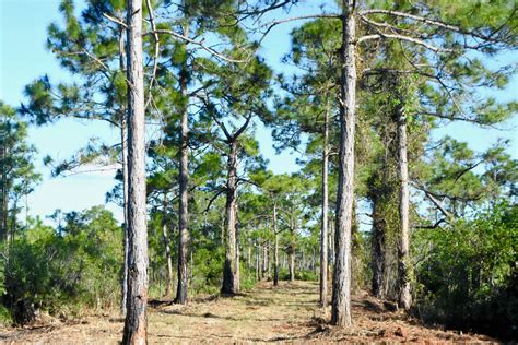 slash pine in florida