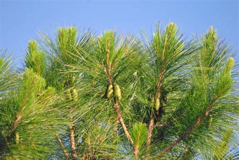 slash pine latin name