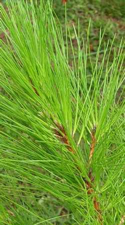 slash pine scientific name