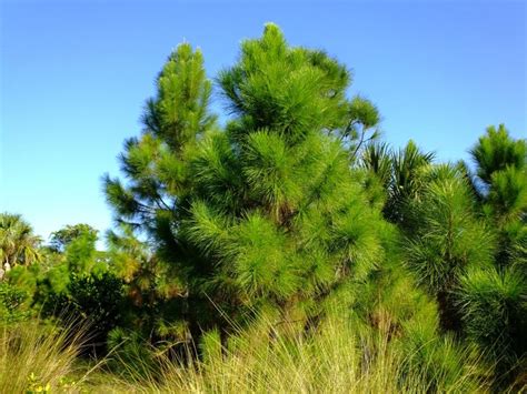 slash pine tree facts