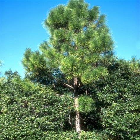 slash pine tree for sale