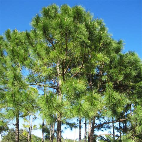 slash pine tree seedlings for sale