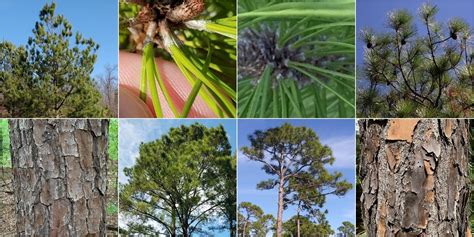 slash vs loblolly pine