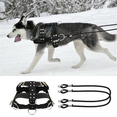 Sled Dog Harness Types