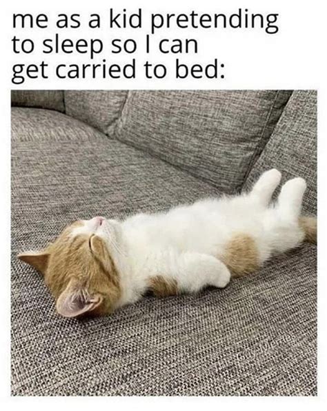 Sleeping Cat Memes