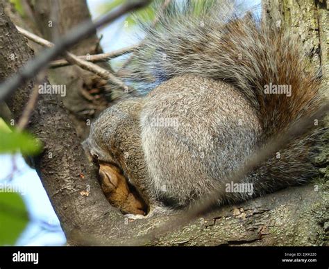 Sleeping Squirrel
