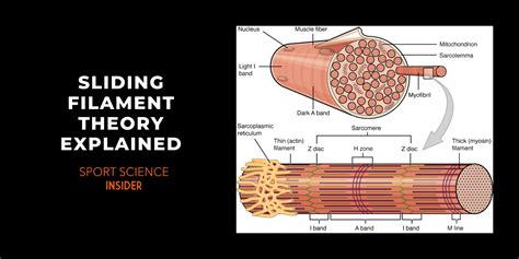 Sliding Filament Theory Example