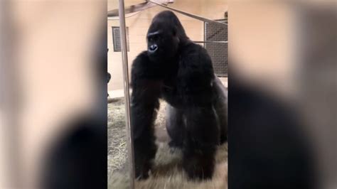 Sliding Gorilla At Zoo