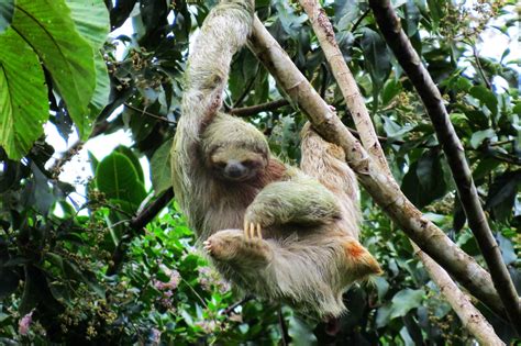 sloth's territory costa rica