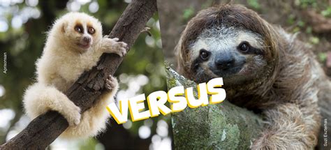 sloth and slow loris difference