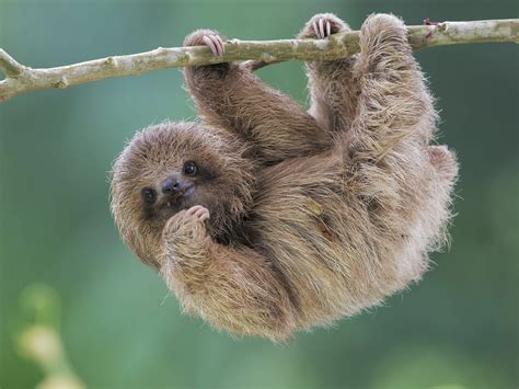 Sloth hanging on branch
