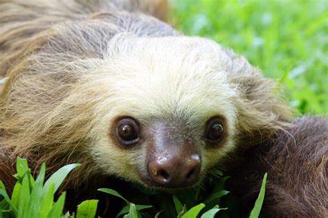 sloth preserve in costa rica