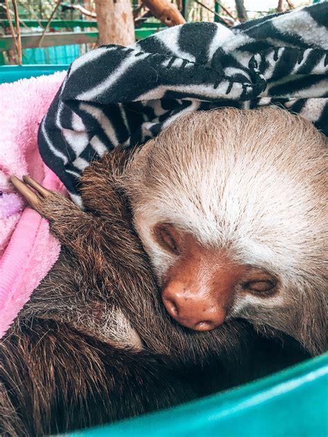 sloth sanctuary costa rica la fortuna