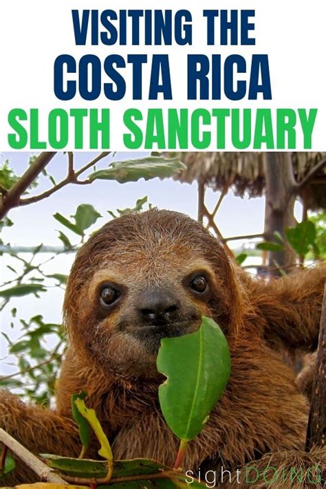 sloth sanctuary costa rica puerto viejo