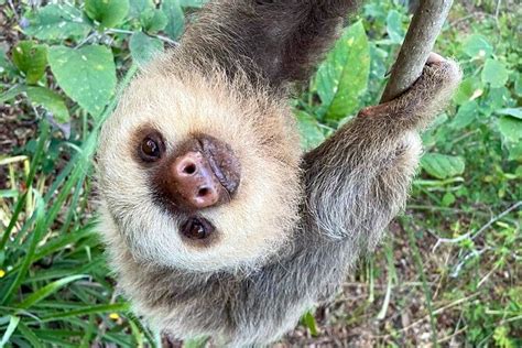 sloth sanctuary costa rica tamarindo