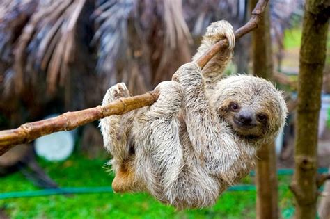 sloth sanctuary of costa rica wikipedia
