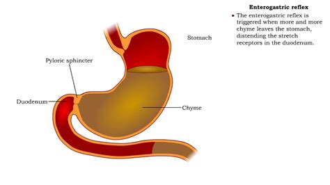 slow difficult peristalsis in stomach