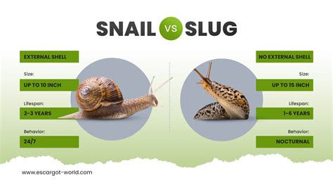 Slugs And Snails Classification
