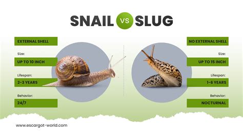 slugs and snails facts
