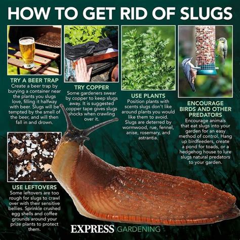 Slugs Can Kill You