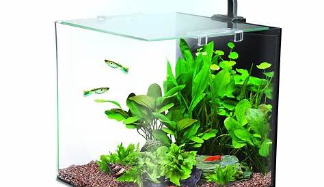 Small Aquarium Setup How To Basic ! Stepbystep Easy & Everything A