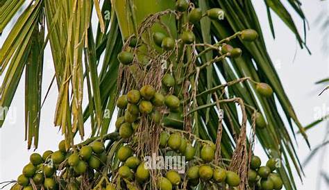 Areca (Betel Nut) Palm Tree Betel nut, Plant care, Areca