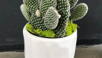 Small Cactus Plants For Sale Near Me