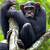 small chimpanzee of the congo crossword clue