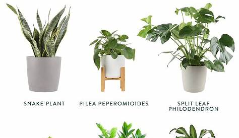 Small Indoor Plants Names And Pictures Pin On House