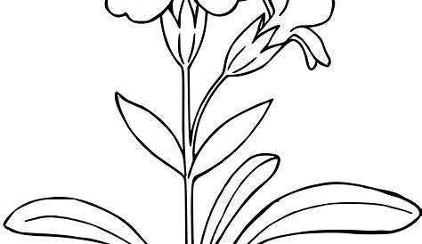 Orchid Clipart Black And White Orchid Small Plant
