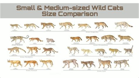 The Small Vs Medium Cat For New Style