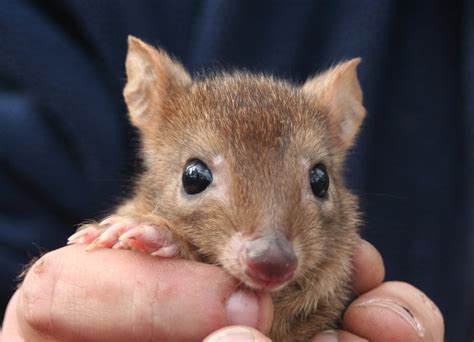 small australian marsupials images
