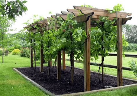 small backyard vineyard