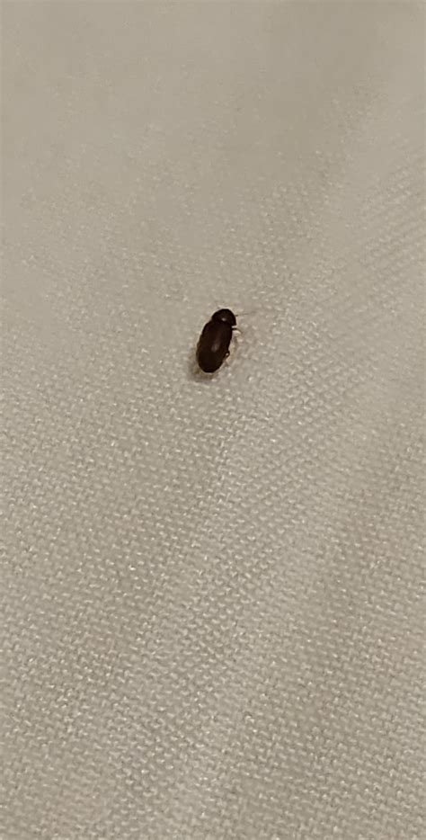 Small Beetles In Bedroom