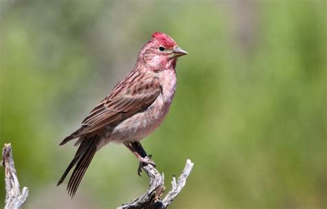 Small Birds With Reddish Breasts