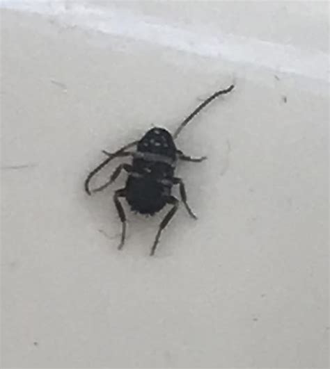 Small Black Bug In Bathroom