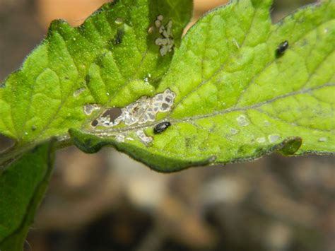 small black bugs on tomato plants