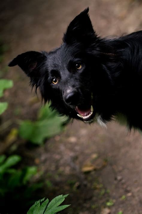Small Black Collie
