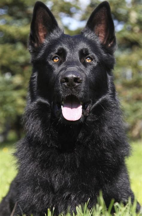 small black german shepherd