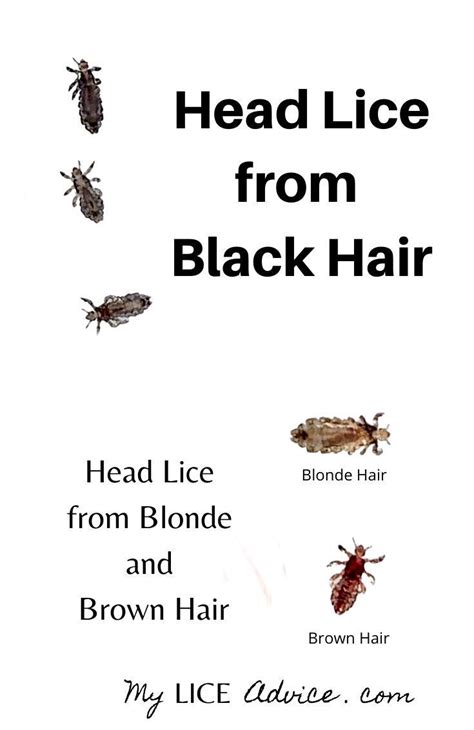 Small Black Lice