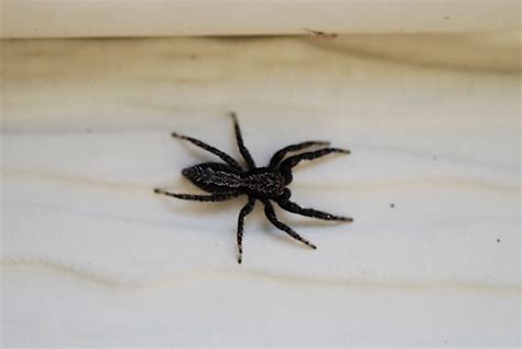 small black spider that can jump
